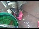dog eats red dragon fresh