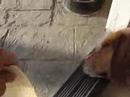 Tortilla