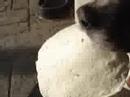 Tortilla