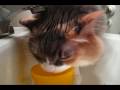 videos de myrtle drinking