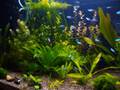 My freshwater aquarium 700l 3 moth old.
