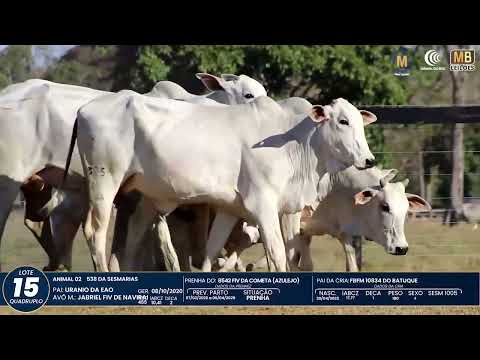 1� DE OLHO NA FAZENDA NELORE SESMARIAS