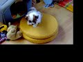 Coton puppies playing