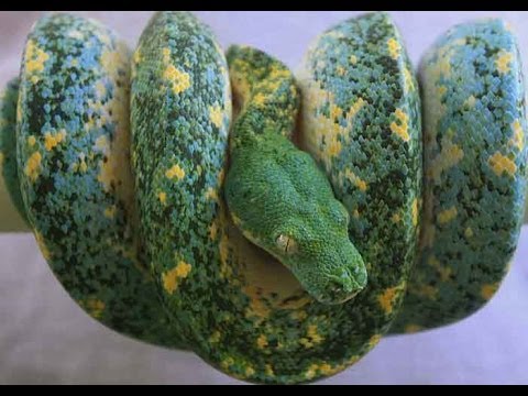 YouTube reptile video