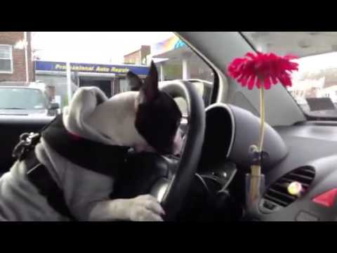 Mac Driving in Brooklyn