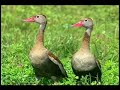 pantanal e bonito aves e animais