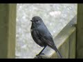 Bush Robin Bush Robin