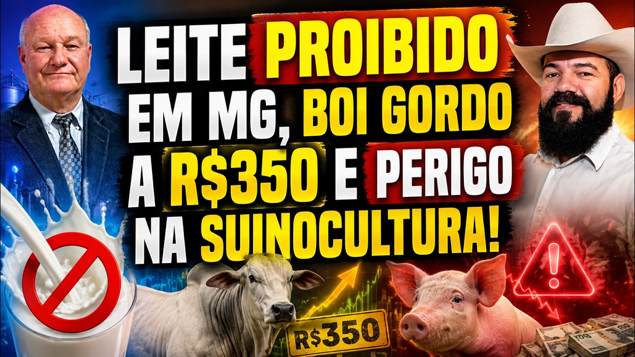 Leite Proibido em MG, Boi Gordo a R$350 e Perigo na Suinocultura!
