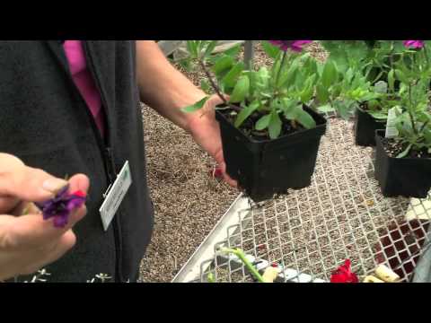 how to deadhead snapdragons