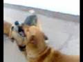 videos de Mis vidas =) (Dana,Flopy,Luna,Mana,Mano y Rocìo) 
