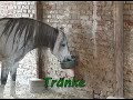 Active Stable for Natural Horse Management