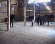 Activ stable for natural horse management