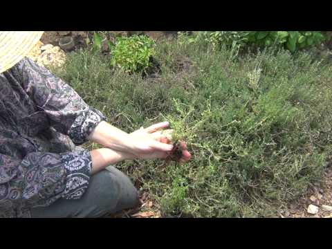 thyme - How to propagate or multiply thyme from root divisions and rooting cuttings. How to root cuttings in water. How to plant thyme, harvest thyme and cook with t...