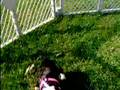 Boston Terrier video