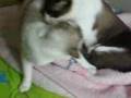 Briga Milk e Xucky