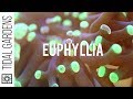 Euphyllia Coral (Hammers, Torches, Frogspawn)  Propagation
