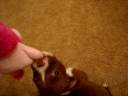 Chocolate Pitbull Puppy