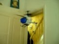 Copter fun indoors