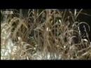 Evolution - from ape man to neanderthal - BBC science