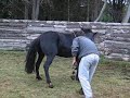 Doma y sociabilizaci�n de caballos