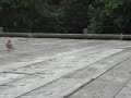 Lake Vyrnwy
