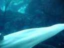 Neiko the Beluga Whale Neiko the Beluga Whale
