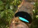 wtf bird