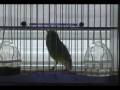 American Singer Canaries 2