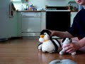 webkinz american idol #6