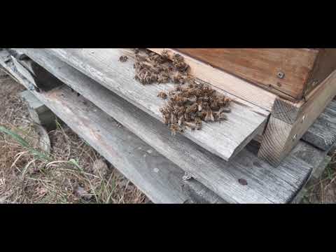 Pszczoły wyprowadzają szerszenia z ula