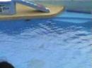 ocean park,dolphin and  sea lion show