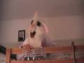 videos de Run Rabbit Run!