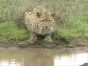 Male Leopard Mvula Male Leopard Mvula