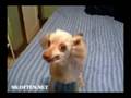 videos de absoluteXXXretardMIX