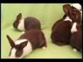 Litter of Dutch Rabbits