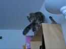 Totally Normal Cat Behavior