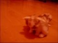 Minnie's adorable baby bunnies-x!