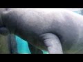Sea Cow Manatees vs. Navigate Thru Murkiest Waters