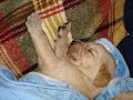 Golden Retriever Puppies 19 days to 6 weeks Old