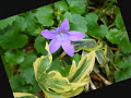 You Belong To My Heart My Garden Sir Cliff Richard