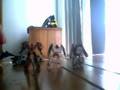 videos de transformers custom menasor review part 1
