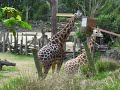 Click here to watch this video Male Giraffe Performing Flehmen Response - Auckland Zoo