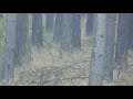 Rotwild,Hirschkalb,Frischling,Wildschwein Rotwild,Hirschkalb,Frischling,Wildschwein