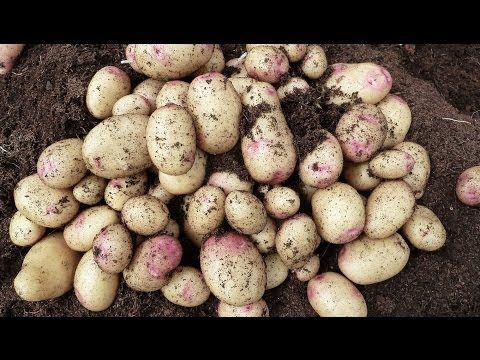 how to fertilize seed potatoes