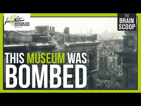 200 years, WWI & WWII, Communism: The Story of Berlin's Natural History Museum