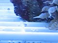Mystery in the Deep Mystery in the Deep