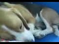 Toby beagle sleep Toby beagle sleep