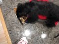 Finnigan and his bells.AVI