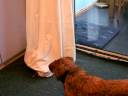 Cat behind the Curtain