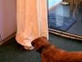 Cat behind the Curtain